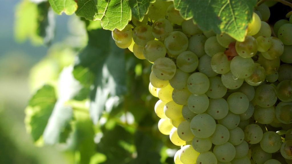 You are viewing grapes on the vine on our home page